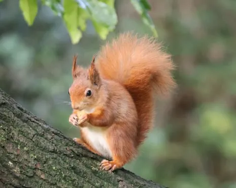 Native Red Squirrels Flourishing on Isle of Wight with Possibility to Grow Significantly, Research Shows